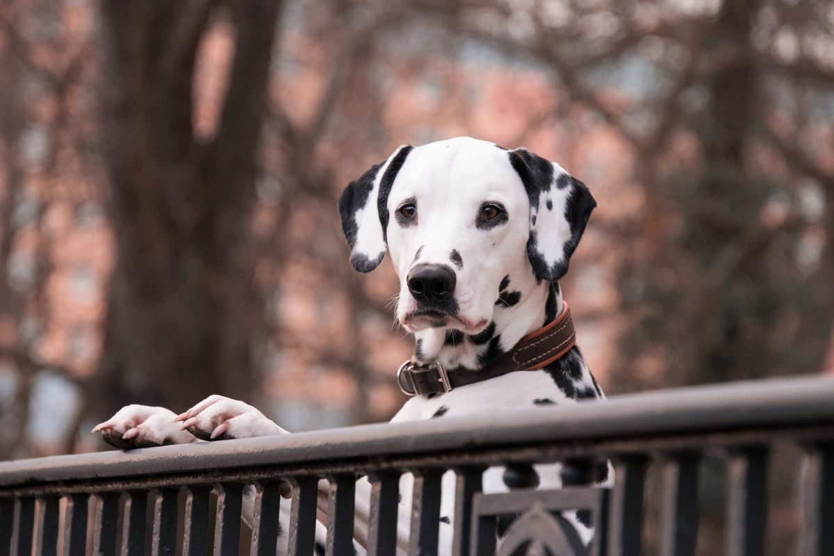aluminium-print-watchful-dalmatian