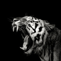 aluminium-print-primal-yawn-4-x