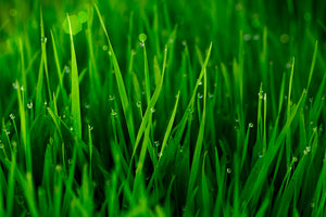 modern-3-piece-acrylic-print-grass-with-morning-dew