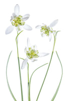 canvas-print-galanthus-flore-pleno