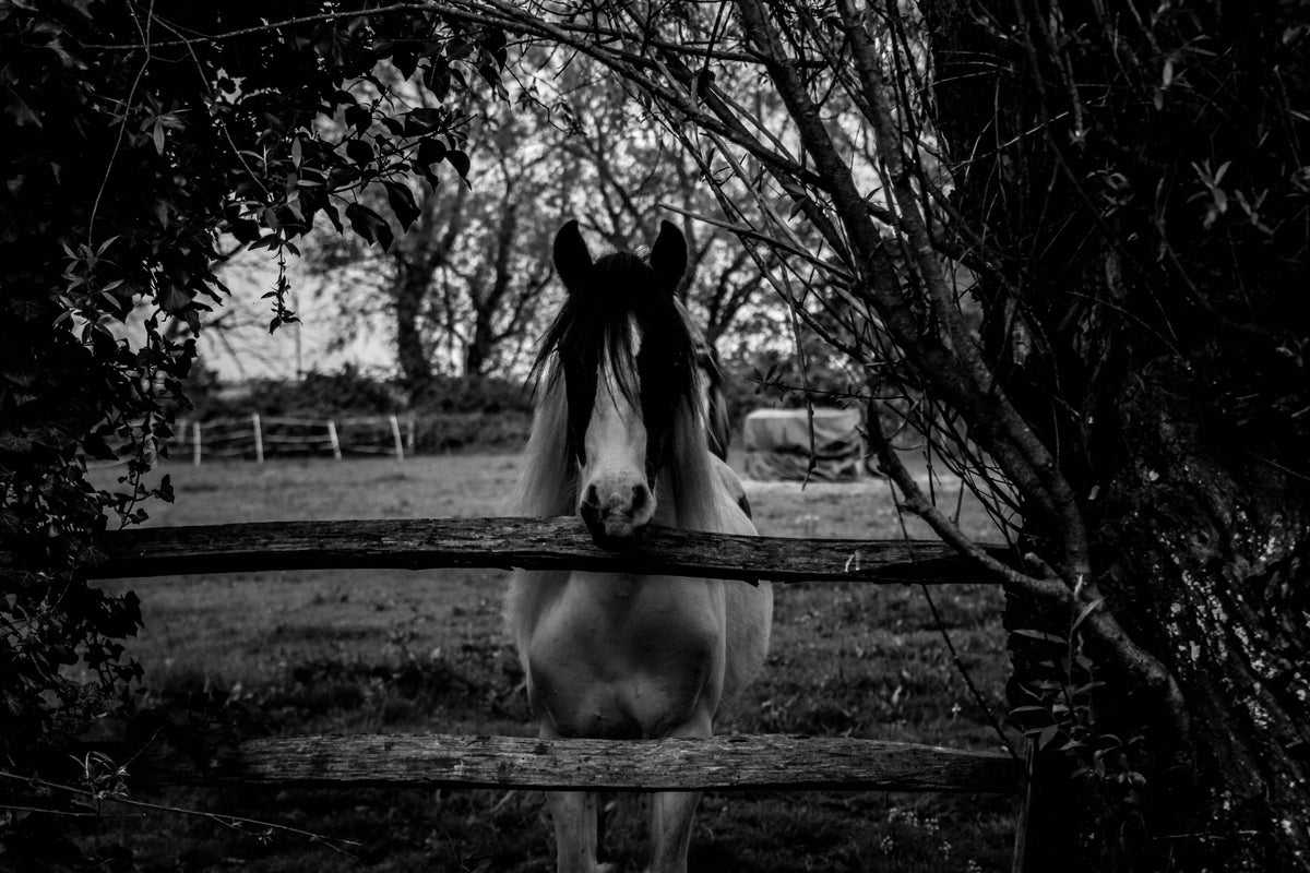 acrylic-print-the-horse-sw