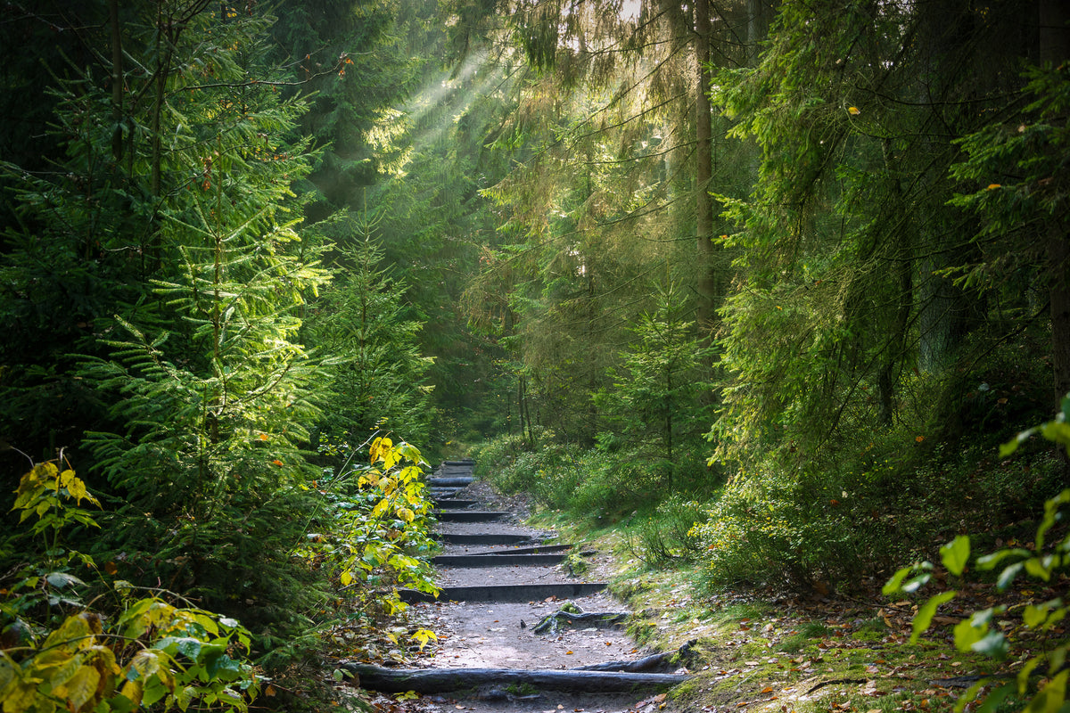 framedcanvas-print-a-path-between-firs