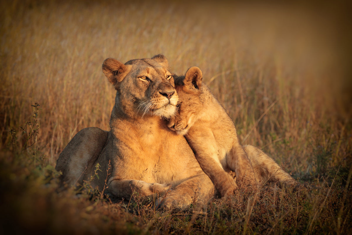 aluminium-print-feline-family-x