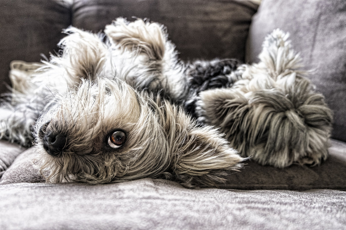 framedposter-print-2-cute-dogs