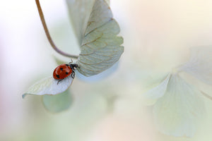 framedposter-print-ladybird-on-bluegreen-hydrangea-x