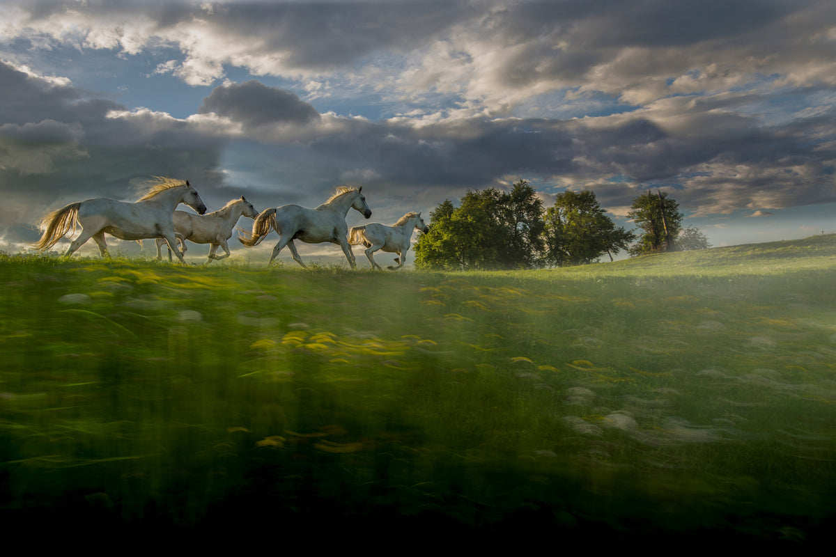 framedcanvas-print-in-the-morning-pink-x