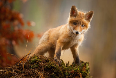 poster-print-fox