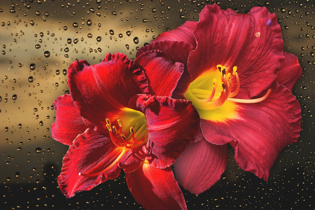 canvas-print-lily-flowers-with-water-drops