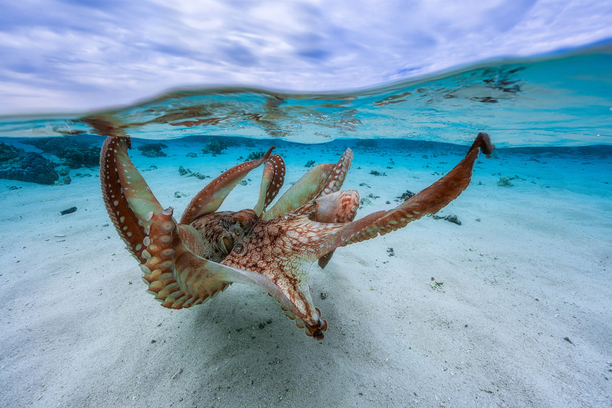 canvas-print-octopus-ii