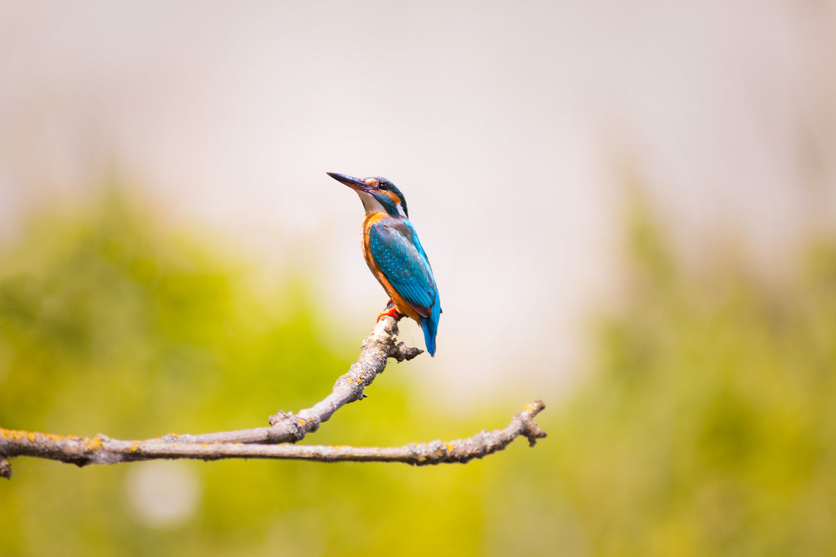 framedposter-print-the-kingfisher
