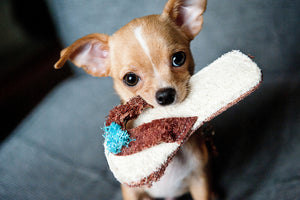 3-piece-canvas-print-obedient-chihuahua