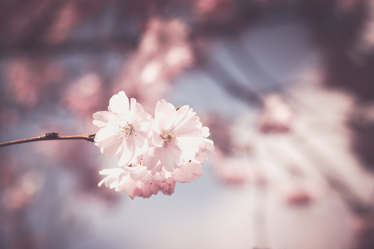aluminium-print-flower-xl