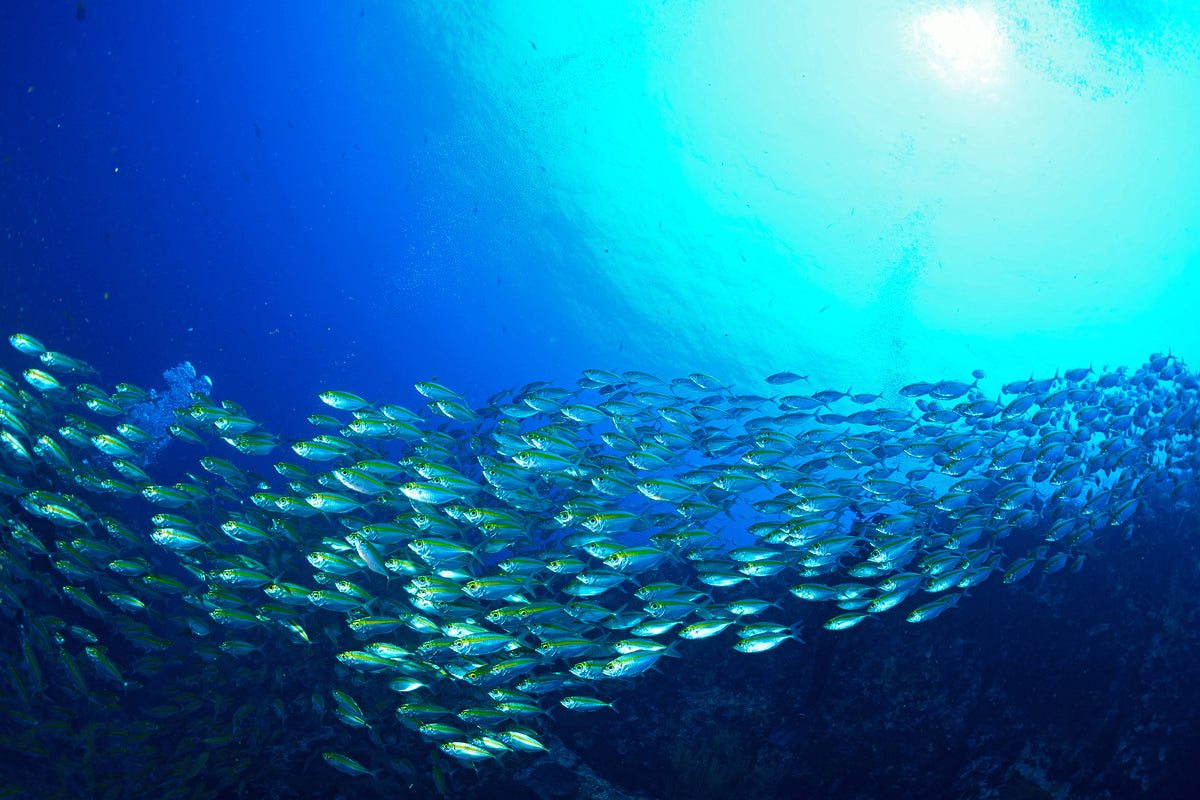 modern-3-piece-acrylic-print-shoal-of-fish