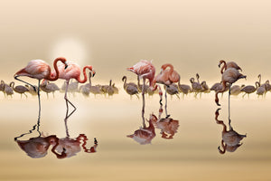 poster-print-flamingos-x