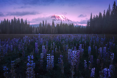poster-print-adam-s-lupine-x