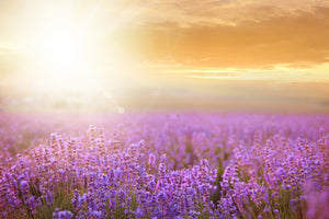 3-piece-canvas-print-sunset-in-lavender-field