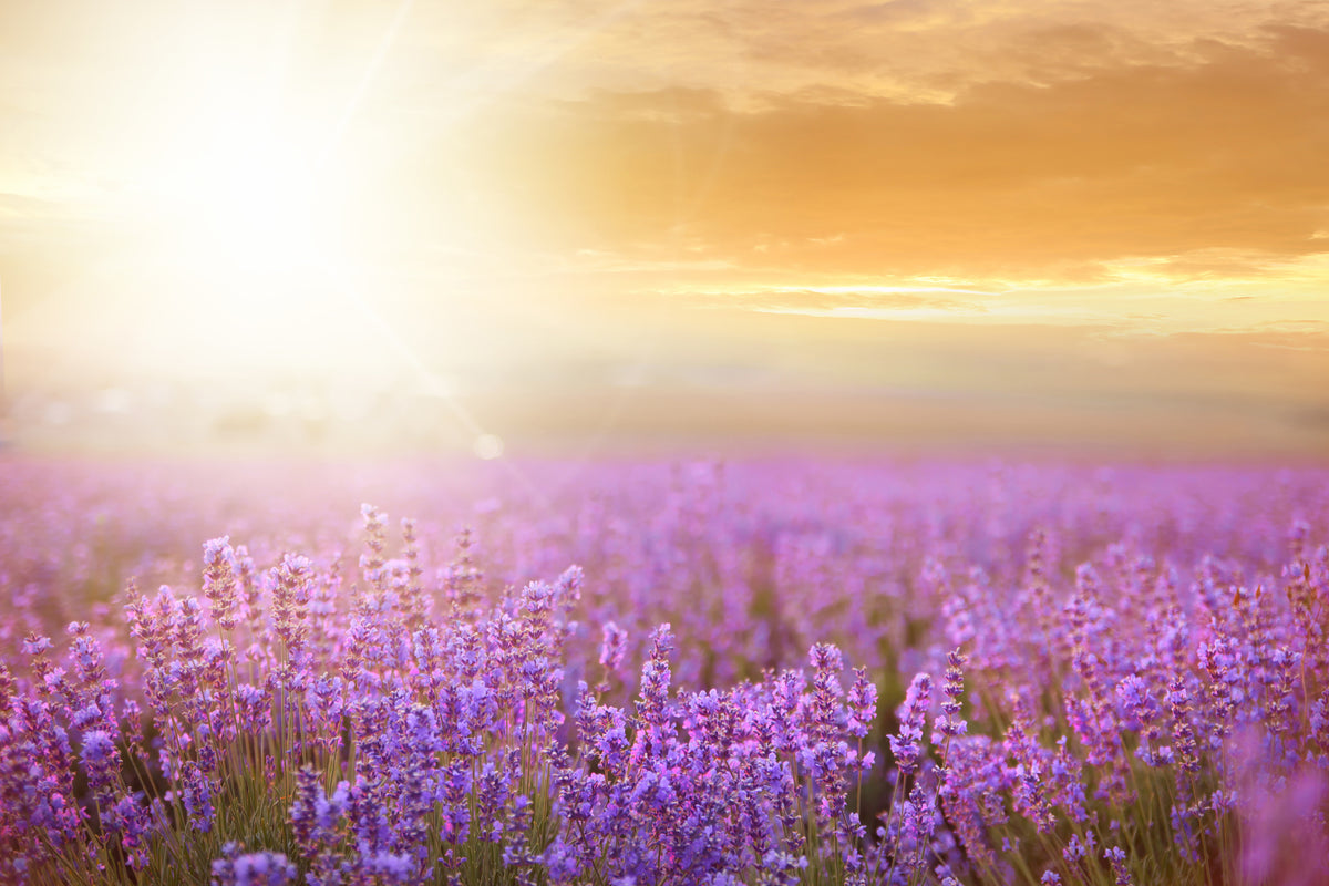 3-piece-canvas-print-sunset-in-lavender-field
