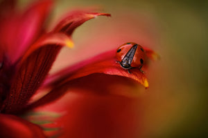 acrylic-print-simply-red-x