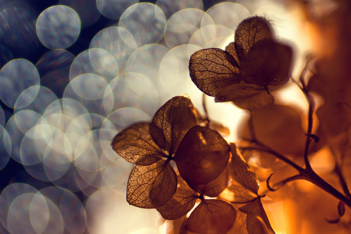 framedposter-print-bokeh-x