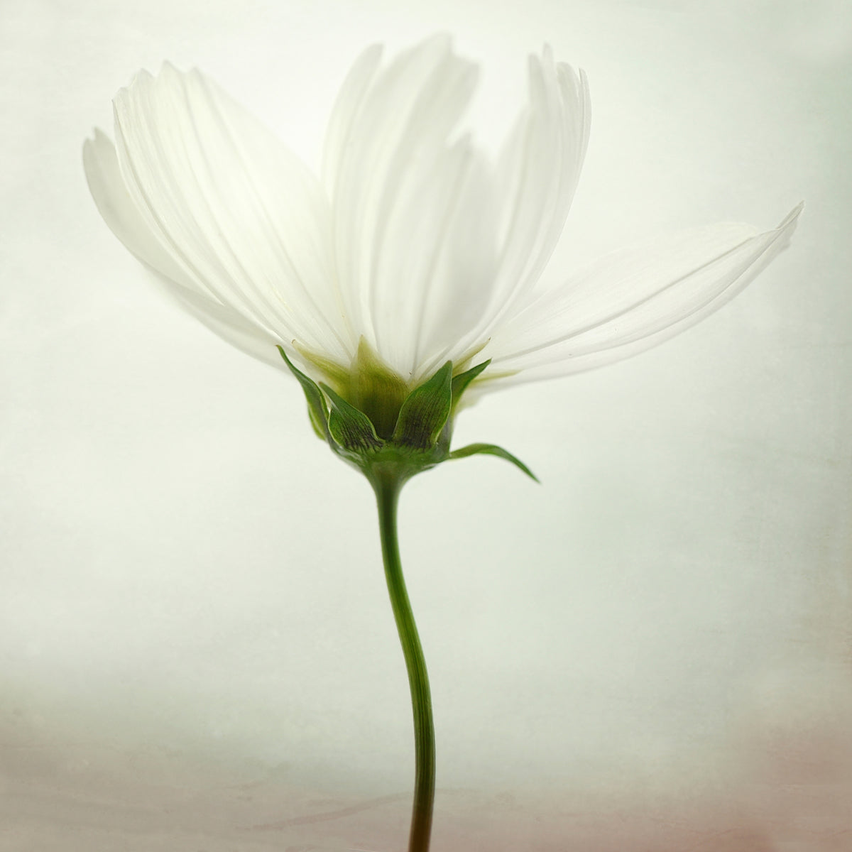 4-piece-canvas-print-white-cosmos