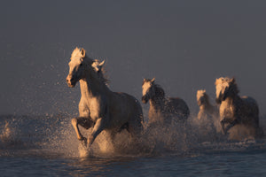 aluminium-print-horses-in-sunset-light-x