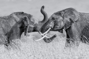 framedposter-print-elephant-qtai-chiq-x