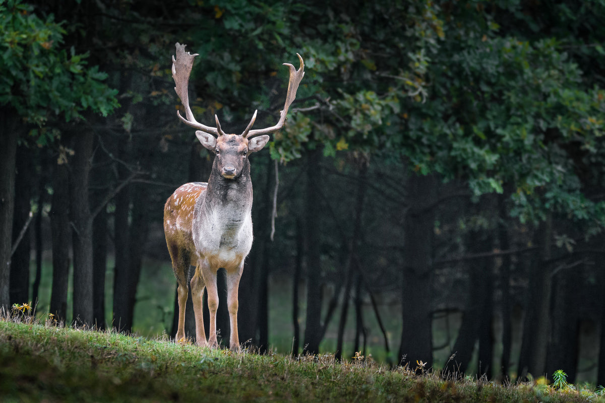 3-piece-acrylic-print-the-fallow-deer-ii