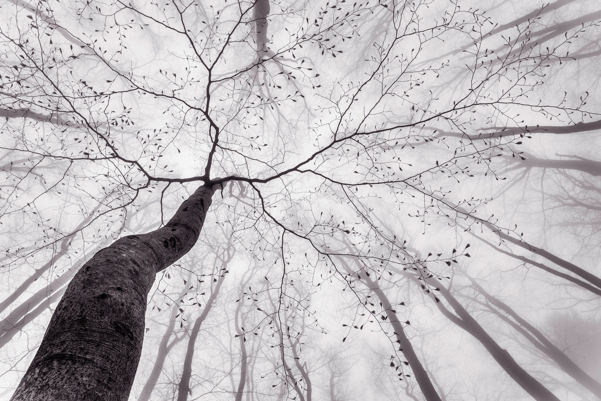 3-piece-canvas-print-a-view-of-the-tree-crown