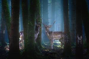 acrylic-print-deers