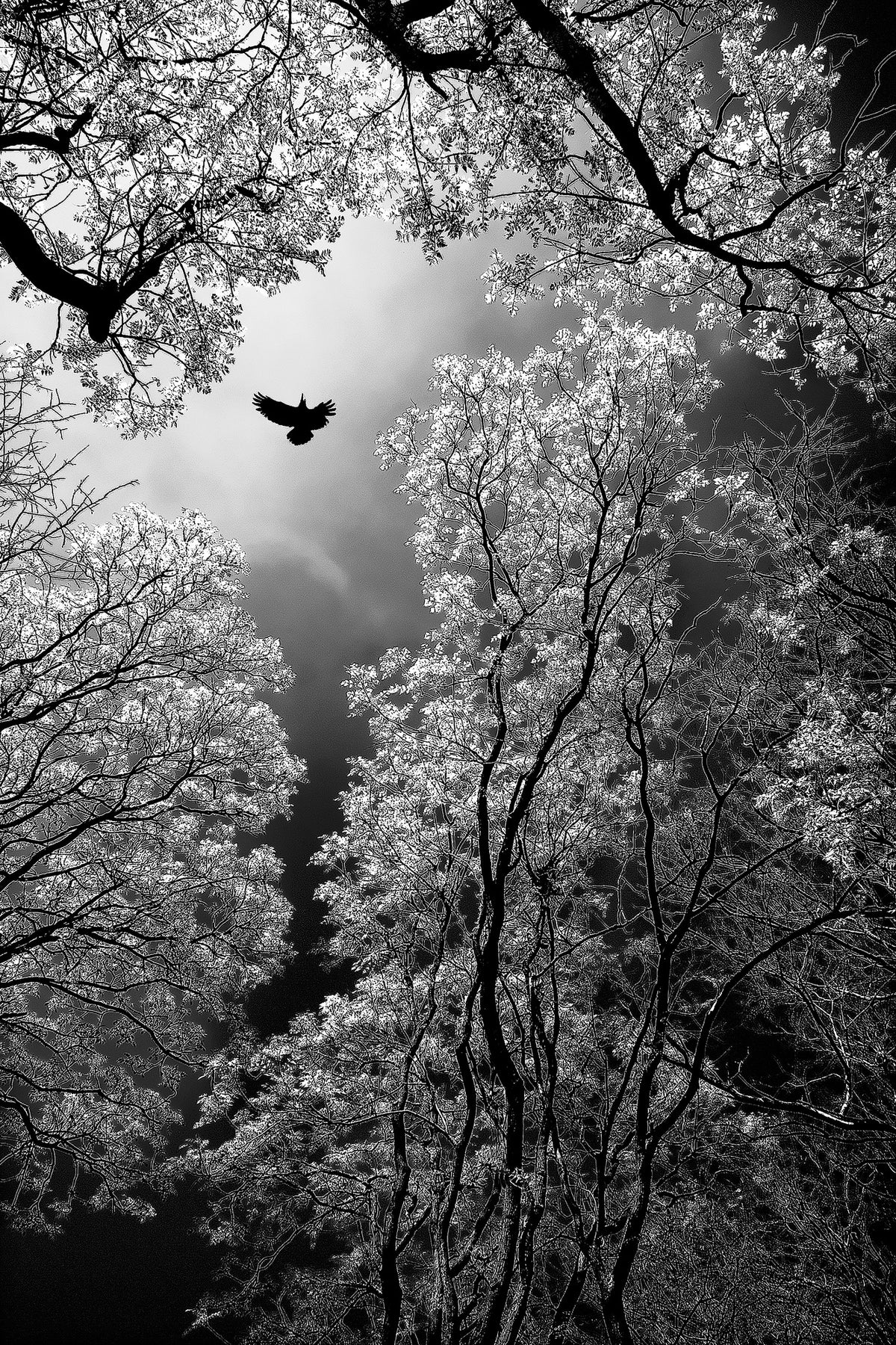 aluminium-print-flight-x