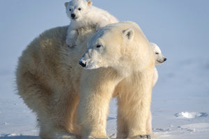 aluminium-print-mischievous-little-polar-bear-x