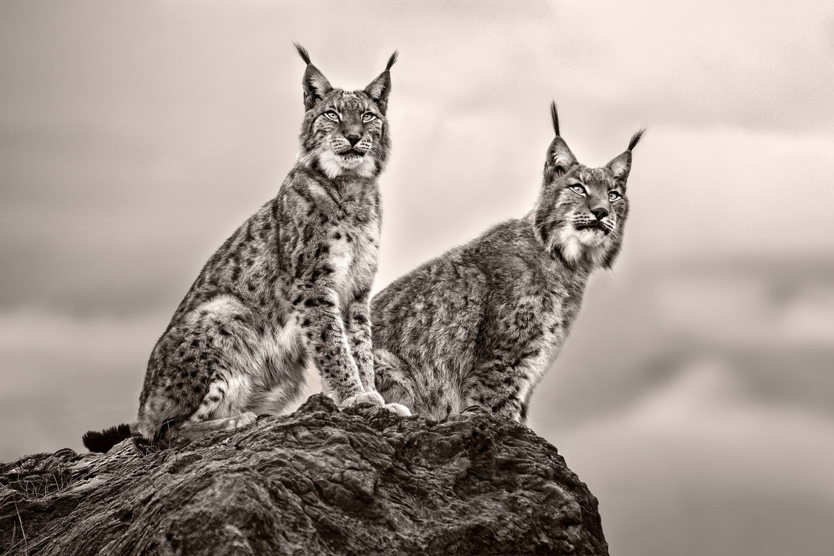 aluminium-print-two-lynx-on-rock
