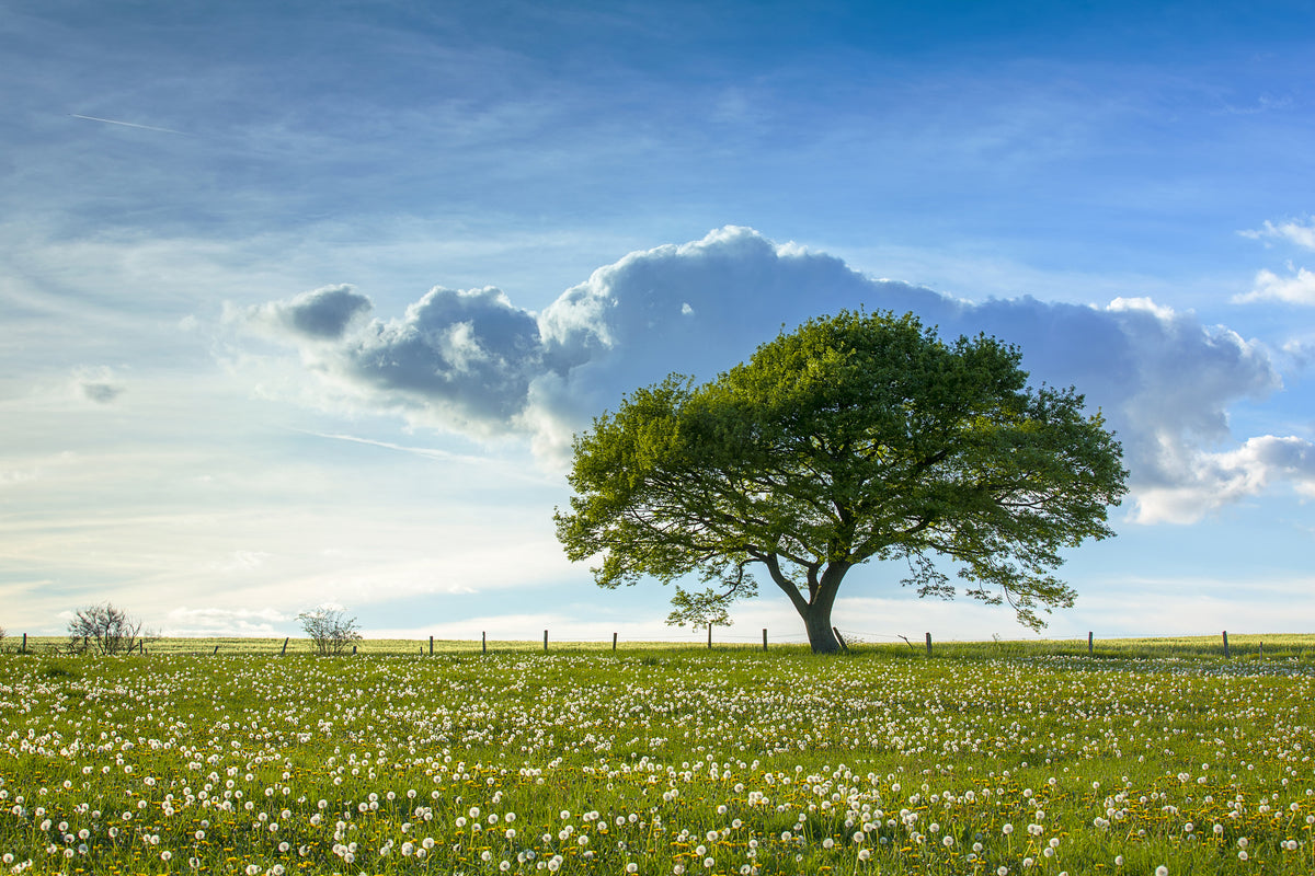 3-piece-canvas-print-spring-tree