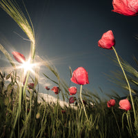 canvas-print-summer-is-here-x