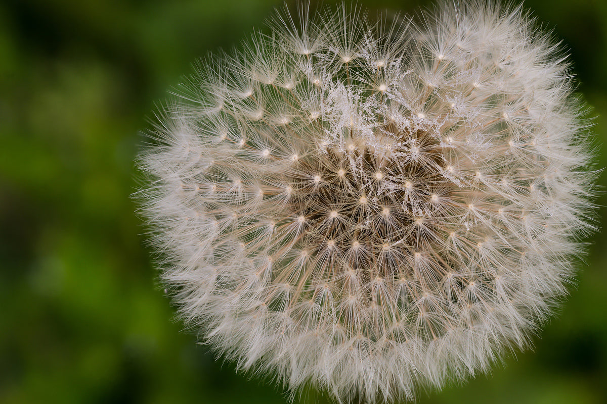 framedposter-print-the-dandelion-in-nature