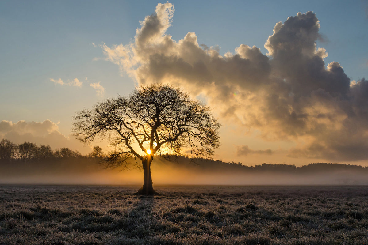 framedcanvas-print-a-lonely-tree