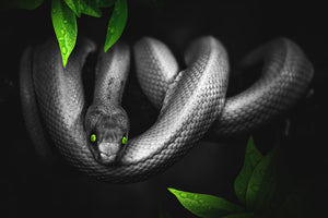 framedcanvas-print-attention-snake