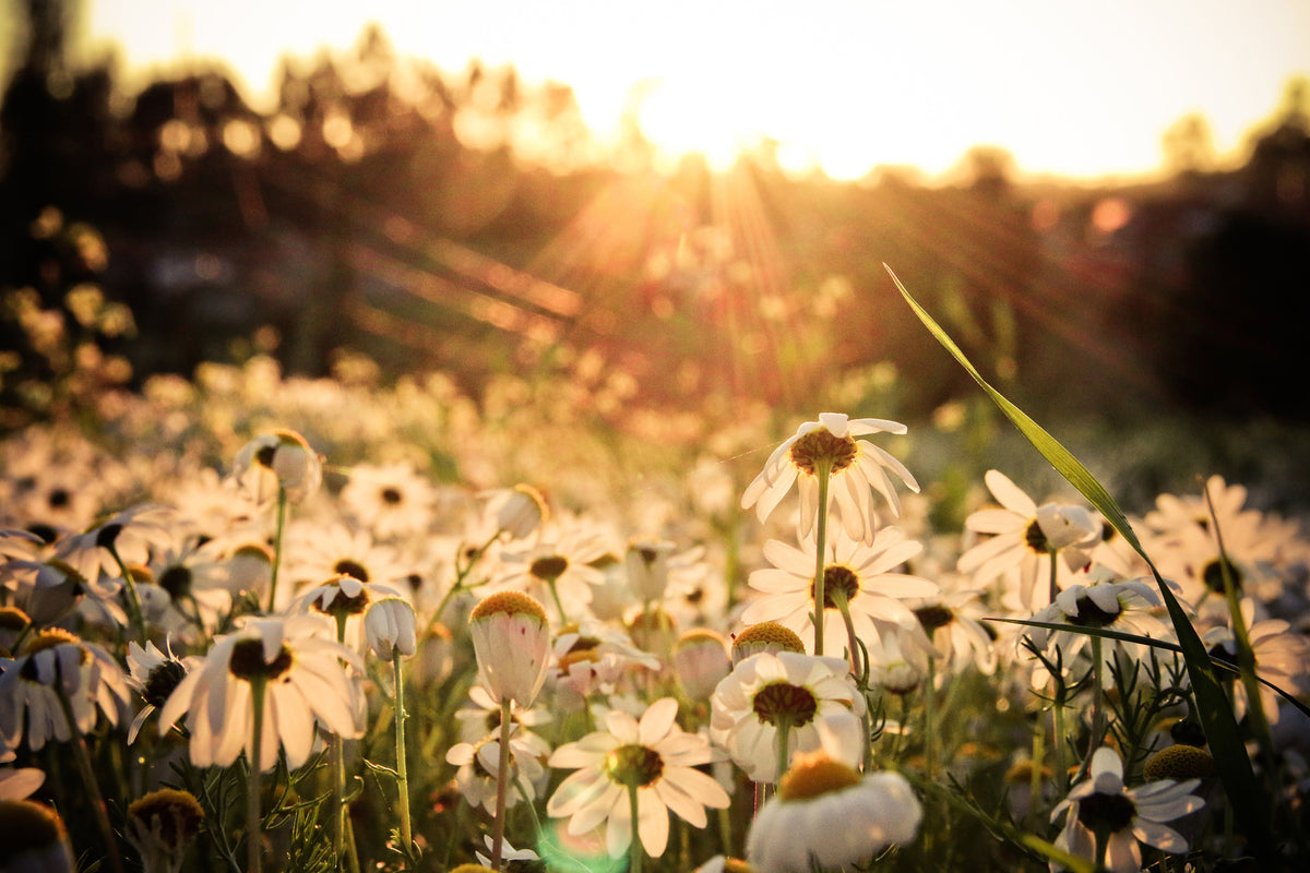 3-piece-canvas-print-daisies-at-sunset
