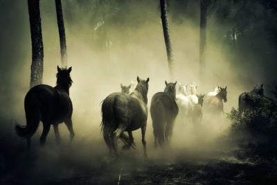 poster-print-horses-in-the-forest