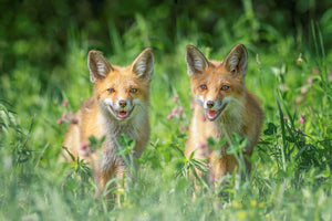 aluminium-print-brothers-xat