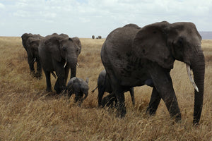 acrylic-print-elephant-family