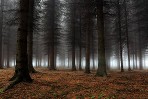 canvas-print-place-of-silence-x