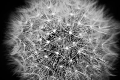 poster-print-dandelion-in-xxl