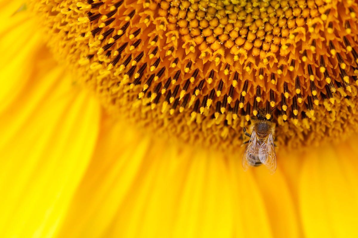 modern-3-piece-aluminium-print-close-up-yellow-bud