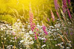 framedposter-print-summer-flower-meadow