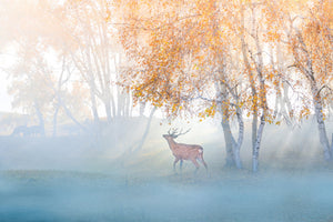acrylic-print-elk-lost-in-mist-x