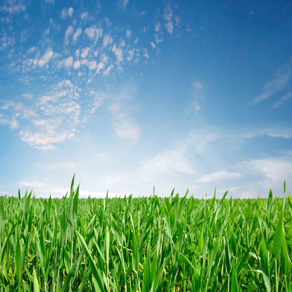9-piece-aluminium-print-the-grass