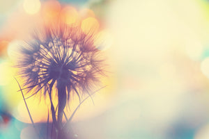 framedcanvas-print-the-dandelion-in-the-light