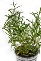 aluminium-print-rosemary-in-the-pot