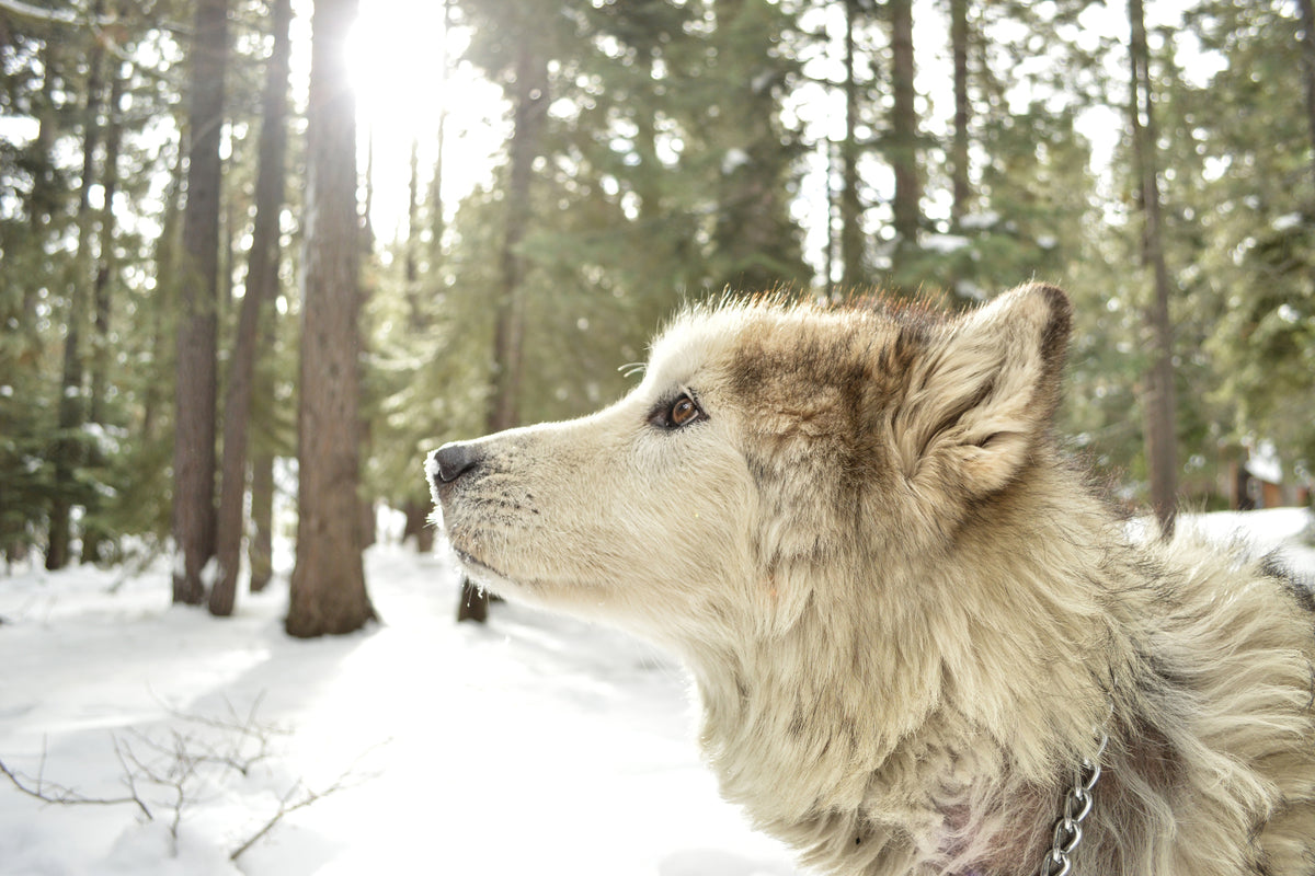 3-piece-acrylic-print-the-alaskan-malamute
